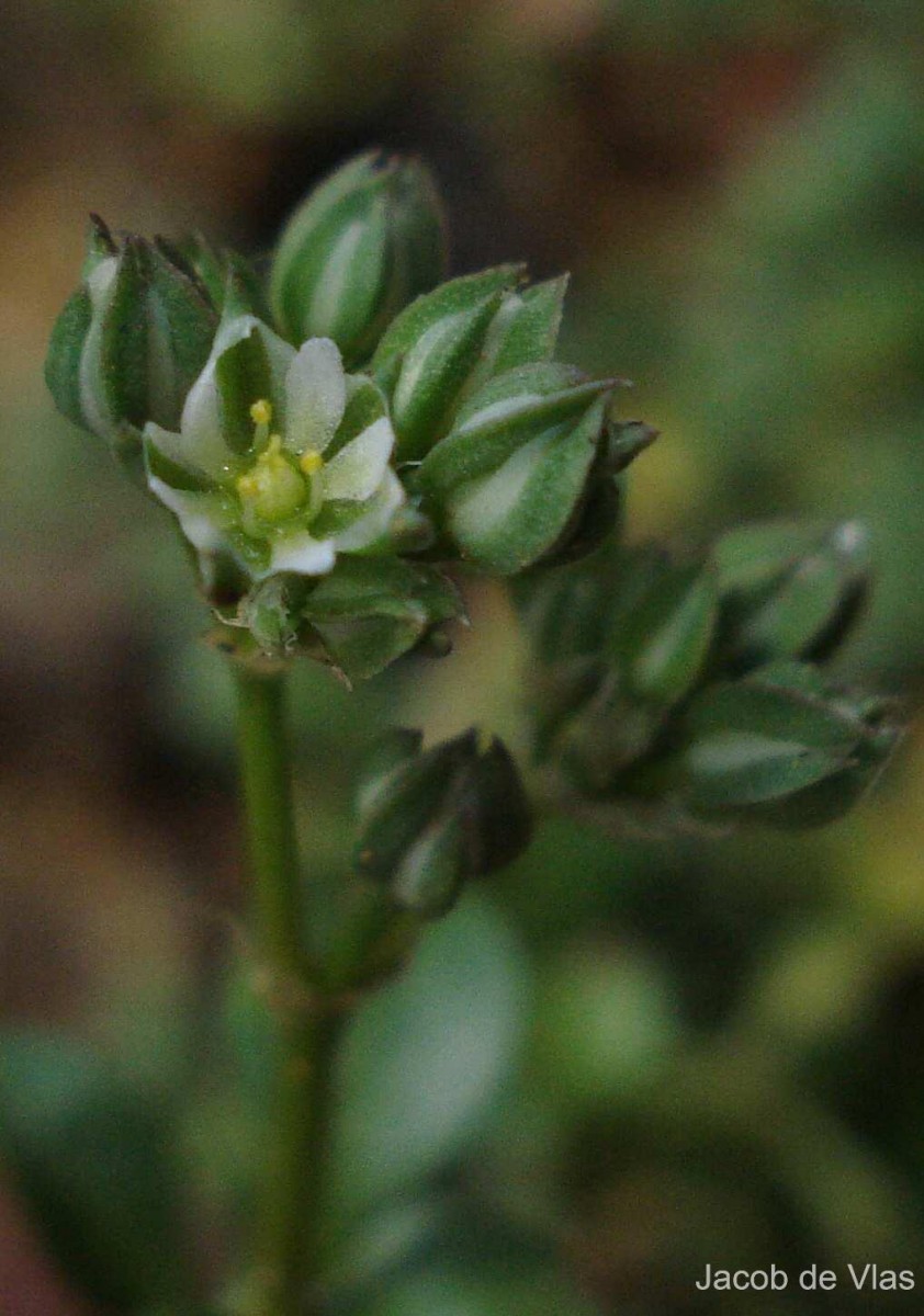 Polycarpon tetraphyllum subsp. tetraphyllum (L.) L.